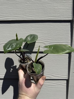 2 Alocasia Black Stem From Albo Variegated Mother Plant | eBay