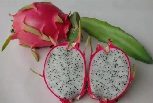 3x15cm Red Skin White Flesh Dragon fruit Cuttings Mature Fruiting Plant Cactus - Picture 16 of 24
