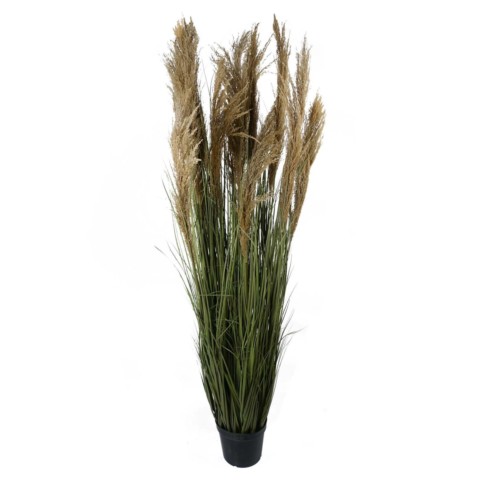 180cm Pampas Grass - 40812