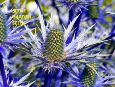 SEA HOLLY SEEDS BLUE COASTAL PERENNIAL FLOWER ERYNGIUM SLYNE GARDEN