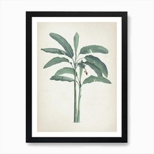 Quadro Stampa Tela Poster Wall Art Vintage Redout√© 2 Musa Paradisiaca Corniciato