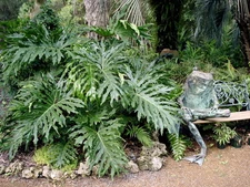 Philodendron selloum HARDY DWARF SPLITLEAF PHILODENDRON EXOTIC TROPICAL Seeds!