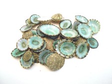 50 Emerald Green Mexican Limpet Shells (1/2"-1") Beach Crafts Coastal Decor