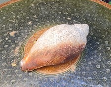 Australian BAILER SHELL, 29 x 15 cm