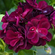 25+ Precision Dark Burgundy Ivy Leaf Geranium Seeds for Garden - FREE SHIPPING!