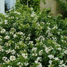 Choisya Ternata Hardy Perennial Evergreen Garden Flower Shrub 3.6L Pot