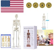 Human Skeleton Model for Anatomy: 17” Human Skeleton Model with Movable Arms ...