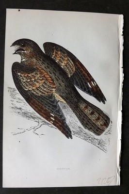 Morris 1860s Hand Col Bird Print. Nightjar