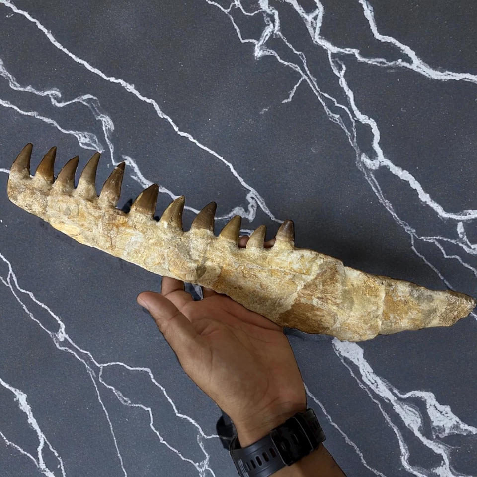Fossilized Mosasaur Jaw with Teeth – Authentic Prehistoric Marine Reptile Fossil - Image 4 of 4