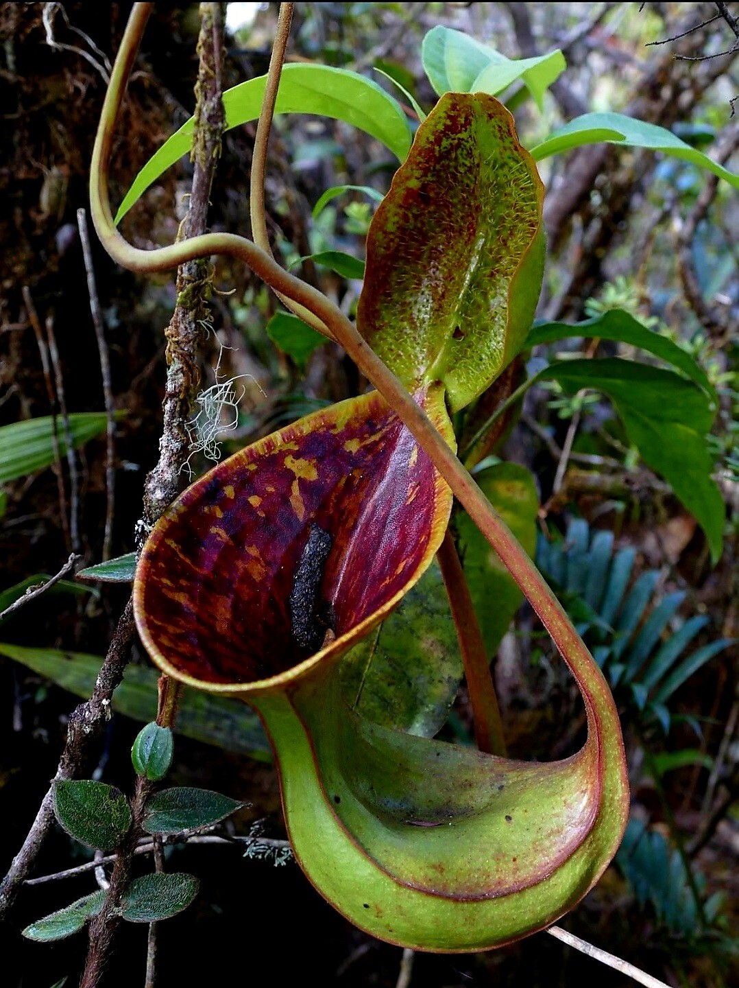 Nepenthes Lowii Trusmadi 🌱 Fresh New Harvested Seeds ~ Tropical Pitcher Plant ⭐