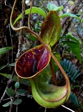 Nepenthes Lowii Trusmadi 🌱 Fresh New Harvested Seeds ~ Tropical Pitcher Plant ⭐