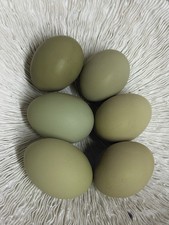 6 Premium Beautiful Green Eggs. Including, Silverudds, Olive Eggers, Easter Egg