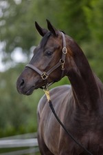 Covalliero Braun Pony Lederhalfter Eco Halfter