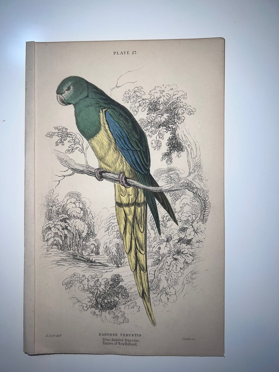 新品未開封　ORGANUM 『BIRDS' …』　die stadt ds-21 s-l1200.jpg