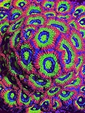 Holy grail micromussa acan 2+ polyp frag Coral King Wysiwyg live coral frag