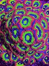 Holy grail micromussa acan 2+ polyp frag Coral King Wysiwyg live coral frag