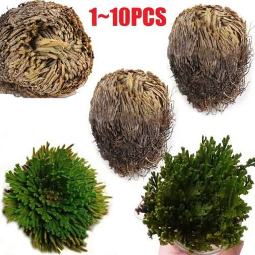 ROSE VON JERICHO, die Pflanze, die niemals stirbt Wunderpflanze Geschenkidee - Bild 2 von 14