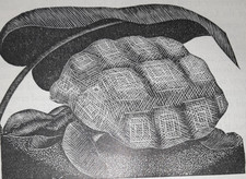 OLDHAM TORTOISE REPTILE Print Woodcut by Claire C1940s
