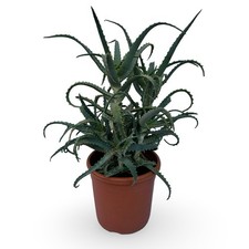 Pianta Di aloe Arborescens Con Vaso Ø17
