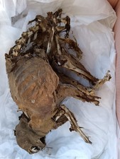 chat momifié taxidermie cabinet de curiosité. ODDITTIES. 😾