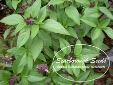 SCARBOROUGH SEEDS 500 Thai Basil Seeds Heirloom NON-GMO Fragrant Herb From USA