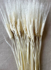 Knud Nielsen Company KNU- Natural Bleached Triticum Wheat Fall Bundle - 8 o...