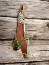 Bromeliad Tillandsia Mounted on Palm hanging Mad Happenings Tropical Air Plant