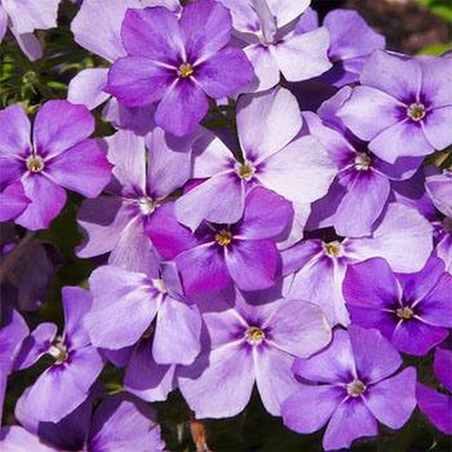 Alderman/'s Petunia 100 Seeds