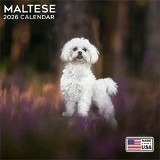 Maltese Calendar 2026 - Dog Breed Wall Calendar - Made in the USA!
