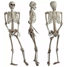 165CM Life Size Human Skeleton Model Anatomical Teaching Skeleton Poseable Bones