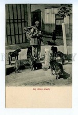 523108 Turkey Constantinople street dogs and seller Vintage postcard