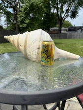 Giant 20.5” Syrinx Aruanus Australian Trumpet Sea Snail Shell Voluta Ocean Decor