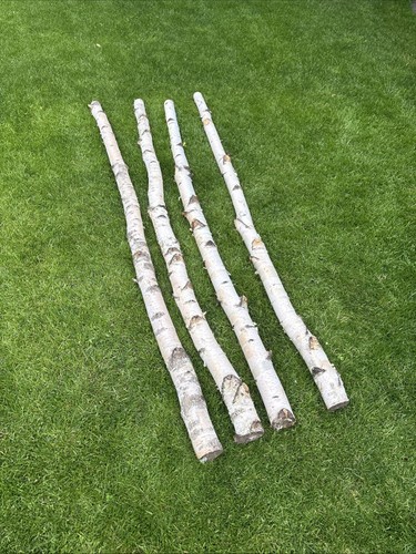 4 Stk Birkenstamm 190 cm ø 7 cm Birkenholz Birke Deko Holz Stamm