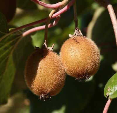 Kiwi 'Jenny', selbstfruchtend