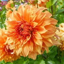 1 - Dinnerplate Dahlia GREAT HERCULES Flower Bulb Tuber Clump  A NEW SHOWSTOPPER