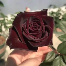 20 SEEDS for Maroon RARE Rose hybrid tea flower bud Bush exotic plant USA Seller