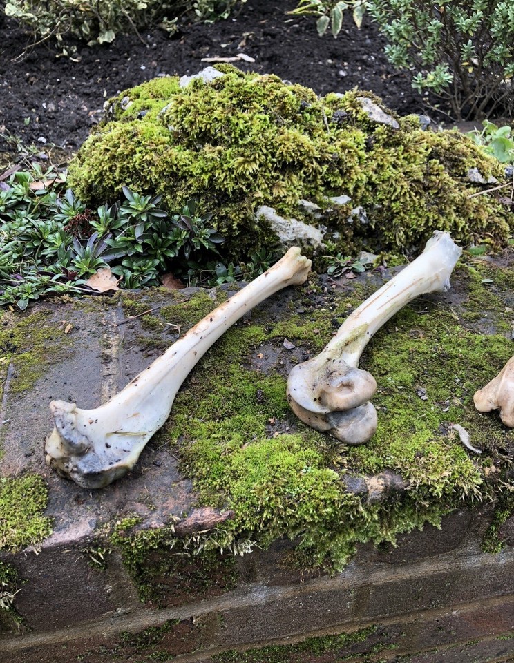 Genuine Deer Bones x 1 PYO UK Bone Seller Real Animal Bone Supplier Leg ...
