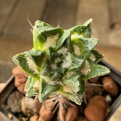 A15-251 Cactus hybr (scaph x kotsch), grafted