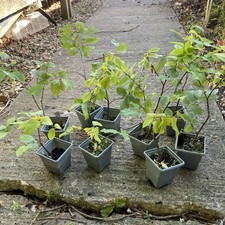 9 X Hornbeam Saplings Hedging Or Bonsai In O7 Pots