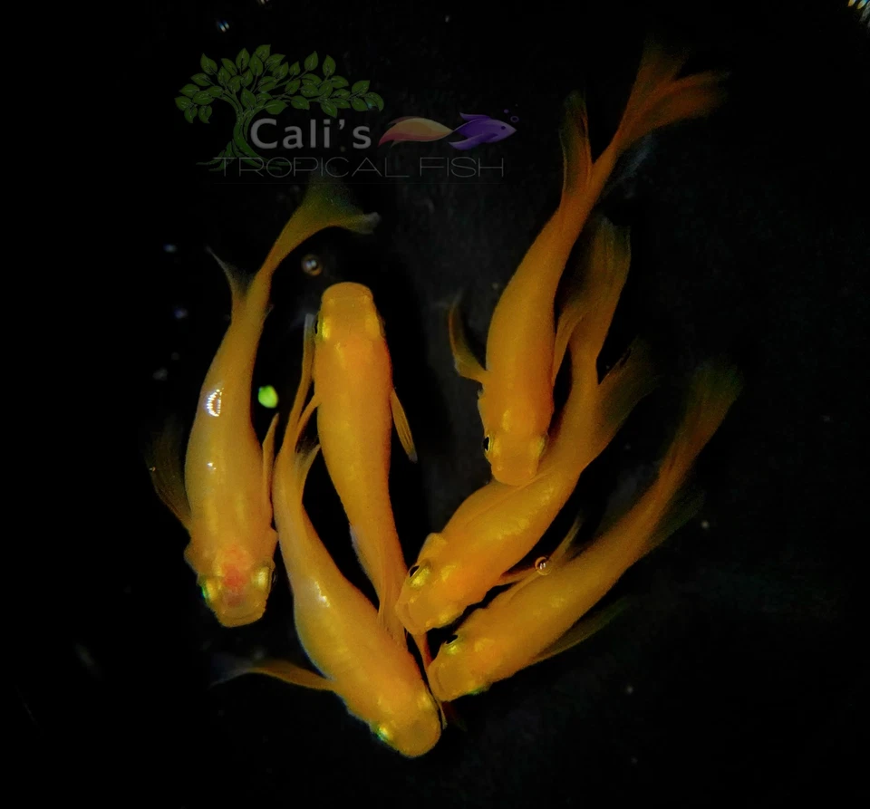 Phoenix RLF (Real Long Fin) - 3+1 (FREE) - live medaka japanese rice fish - Image 2 of 4