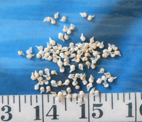 ~ Baby Whelk Shells ~ 100+ ~ White/Ivory ~ Shellcraft ~ Sailor's Valentines ~ - Picture 5 of 5