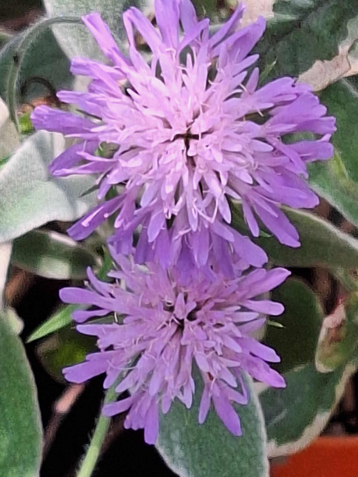 KNAUTIA, MIXED COLORS 100 SEEDS, RED, PINK, LAVENDER, PERENNIAL *EZ TO ...