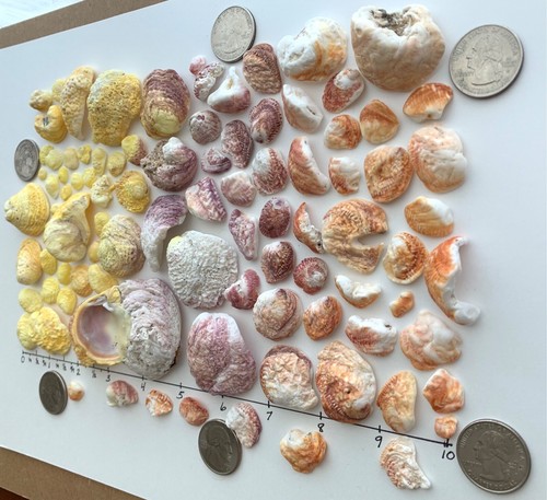 96 conchiglie portagioie a foglia o ondulato fino a 2" conchiglie spiaggia arte/artigianato USA - Foto 4 di 13