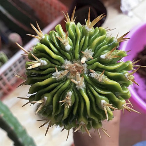 3-7CM Succulent Cactus Plant Stenocactus Multicostatus Cactaceae Beautiful Plant - Picture 34 of 36