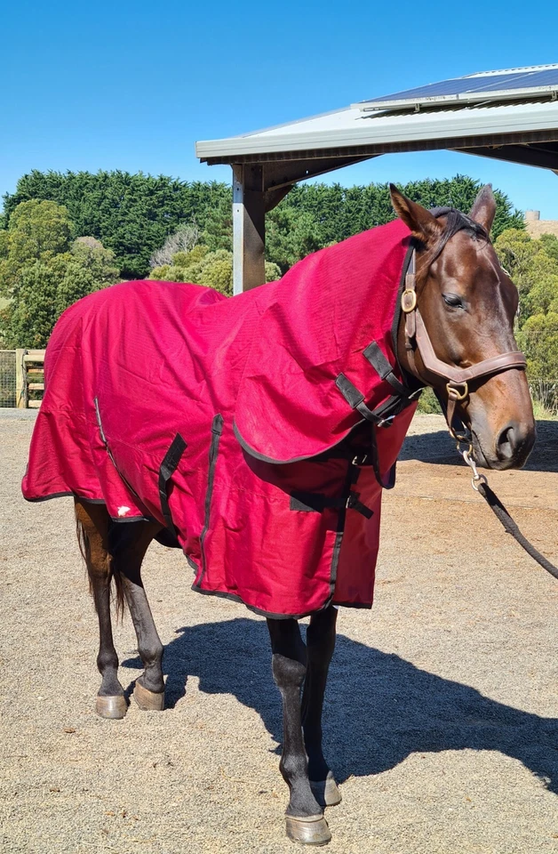 Premium Quality Horse Rug Rainsheet 600 D Combo Brick Red on Sale Free Shipping - image 2 of 3