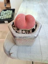 🇬🇧UK Rare Succulents Peach Dome Conophytum Maughanii 2-3 cm Red/Orange Color