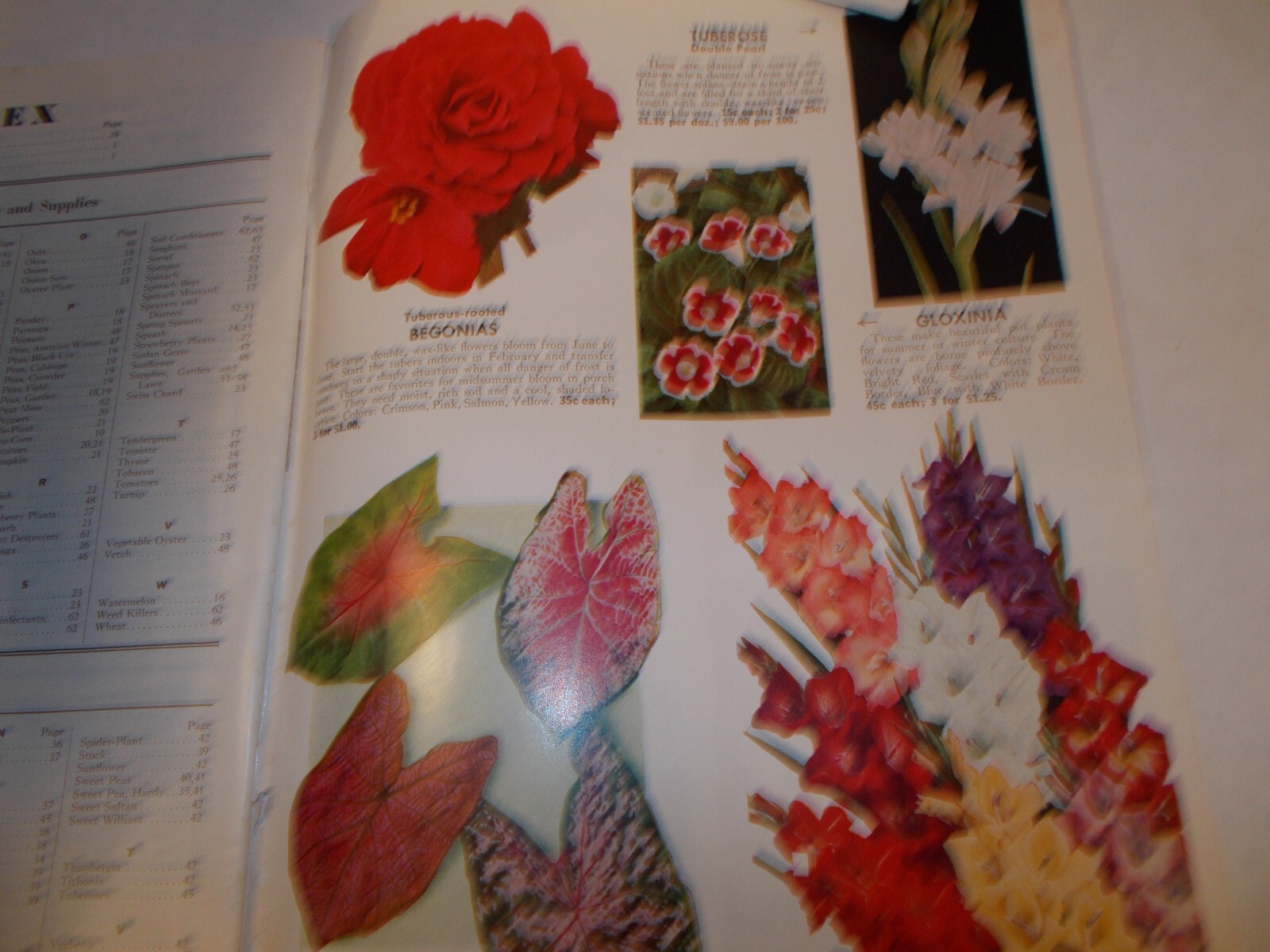 Picture 5 of 11
