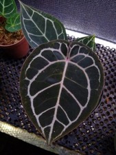Anthurium Red cristal rare anthurium tropical house plant