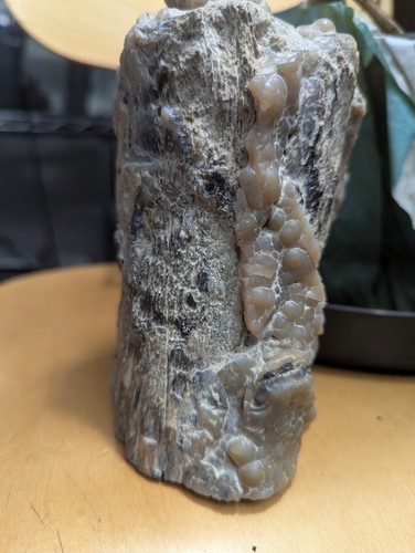 Blue Forest versteinertes Holz poliert 6" bietet Chalzedon und botryoidale Textur - Bild 1 von 5