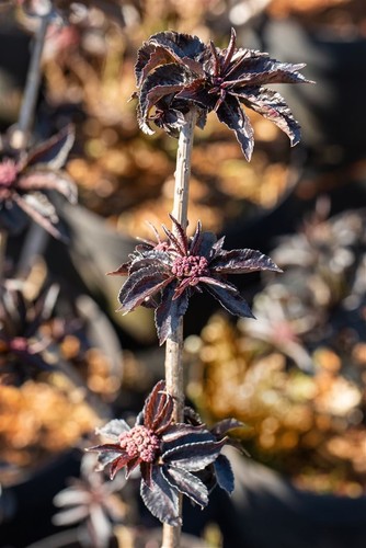 Sambucus nigra 'Black Tower', Schwarzer Holunder, ca. 9x9 cm Topf - Bild 6 von 10